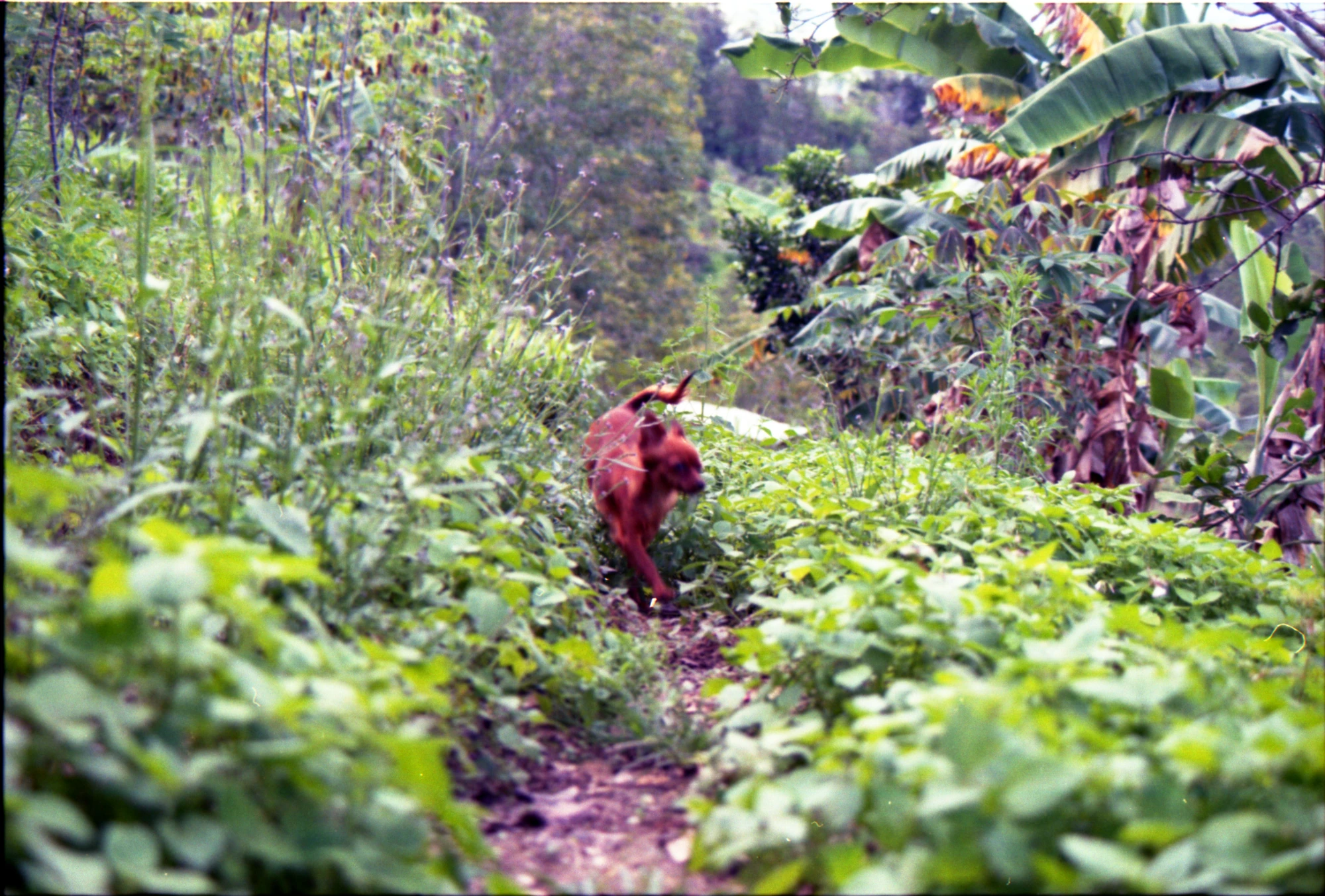 It's like the jungle sometimes, it makes me wonder, how we keep from going under
