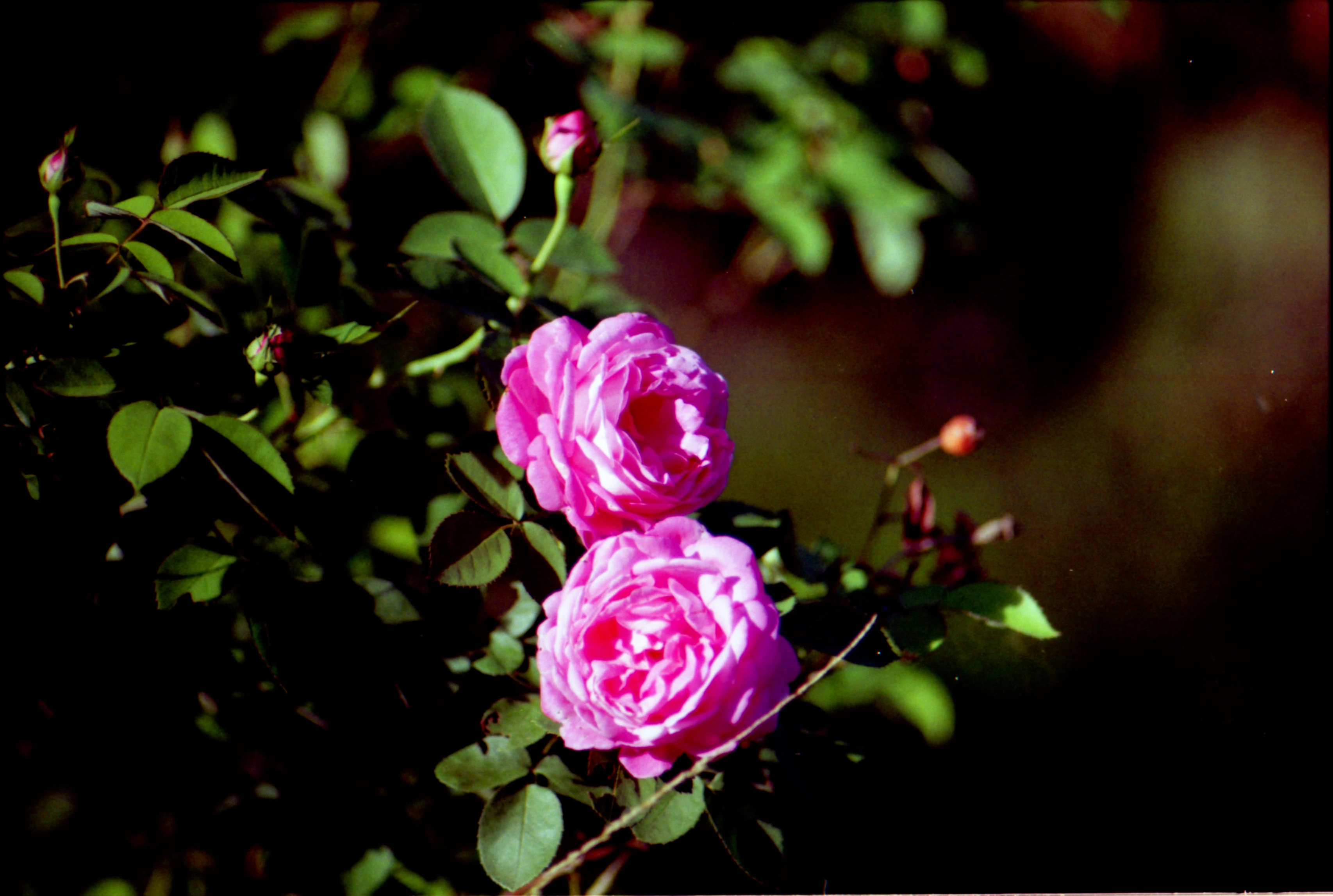 Golden hour over her petals, she doesn't belong to anyone's garden